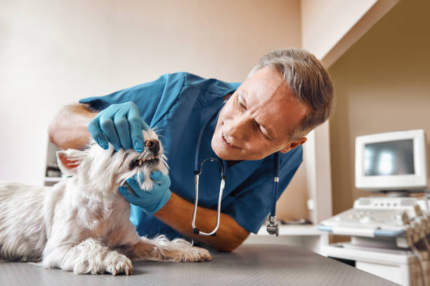 Best Emergency Dental Extractions in Hickory Creek, TX